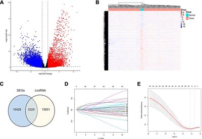 Exploration of the Immune-Related Long Noncoding RNA Prognostic Signature and Inflammatory Microenvironment for Cervical Cancer